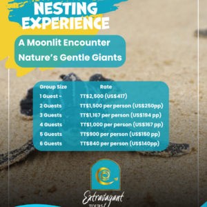 TURTLE NESTING EXPERIENCE
